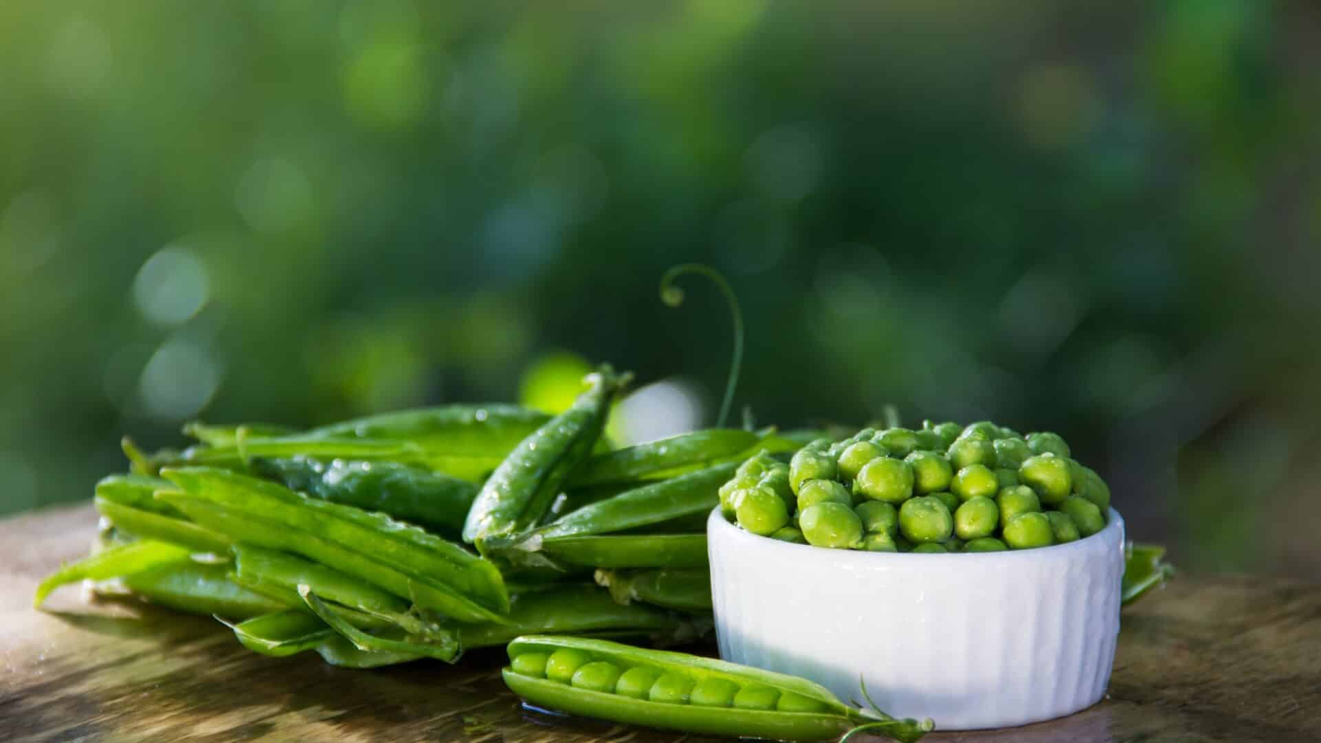 image of pea protein in a bowl