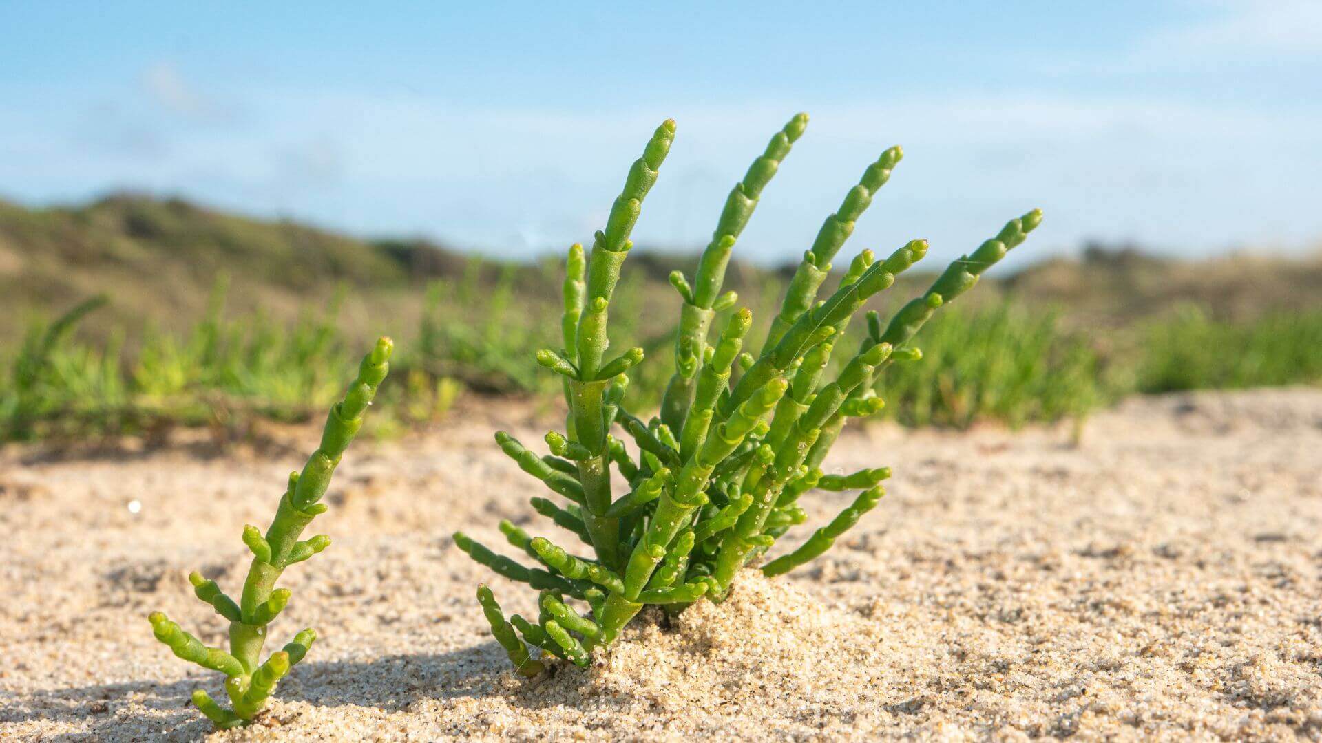 Edible Wild Greens: Foraging for Nutrients in Your Local Ecosystem