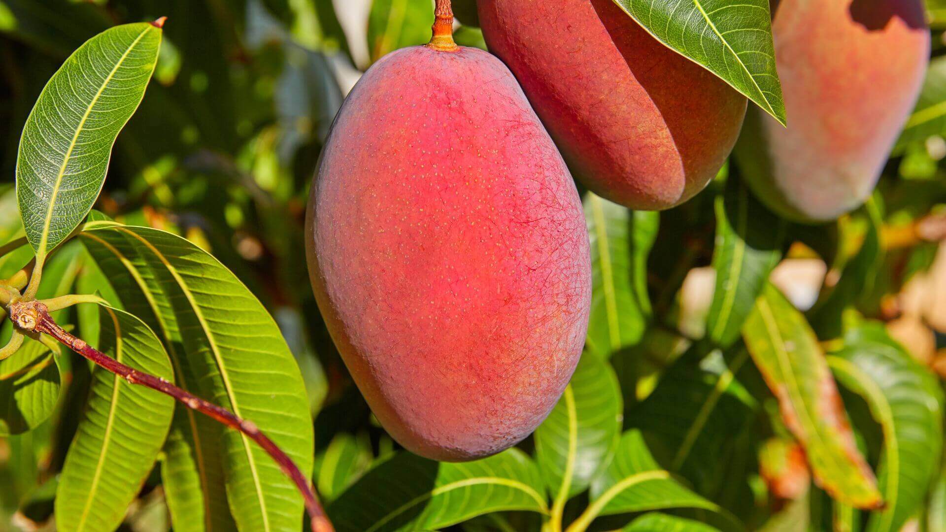 image of a mango hanging on a tree