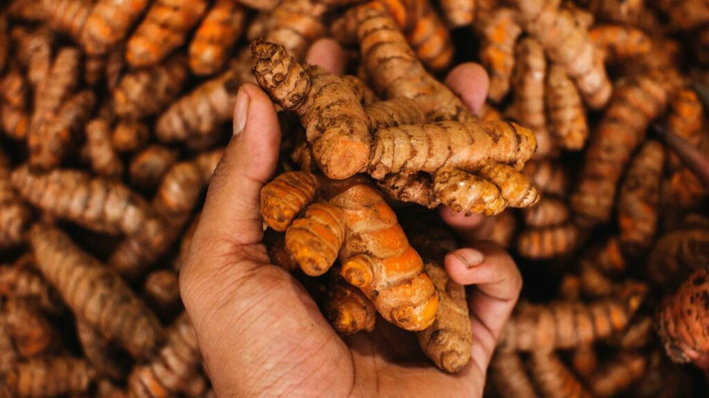 image of newly harvested turmeric roots