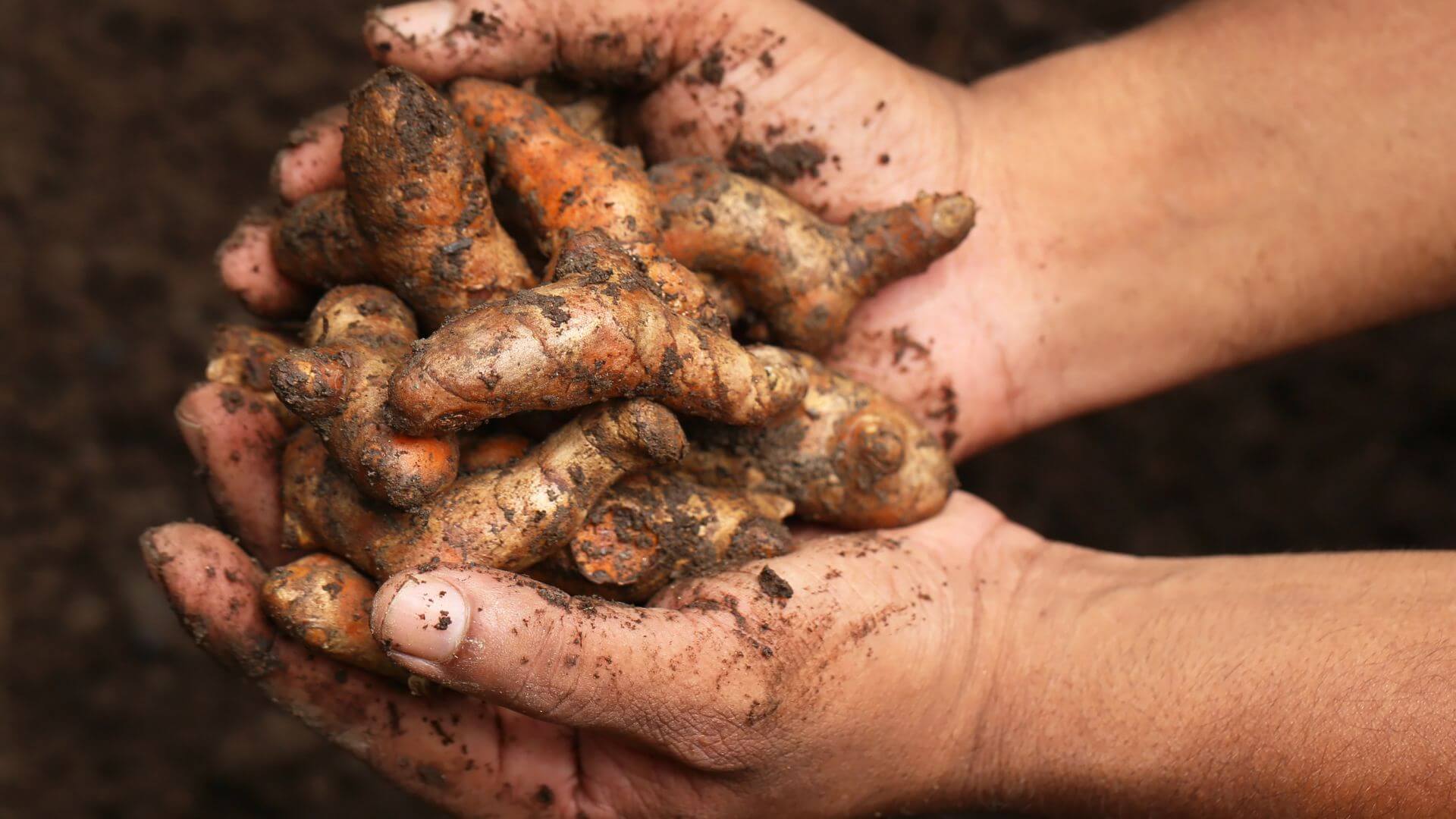 image of turmeric roots in farmer's hand