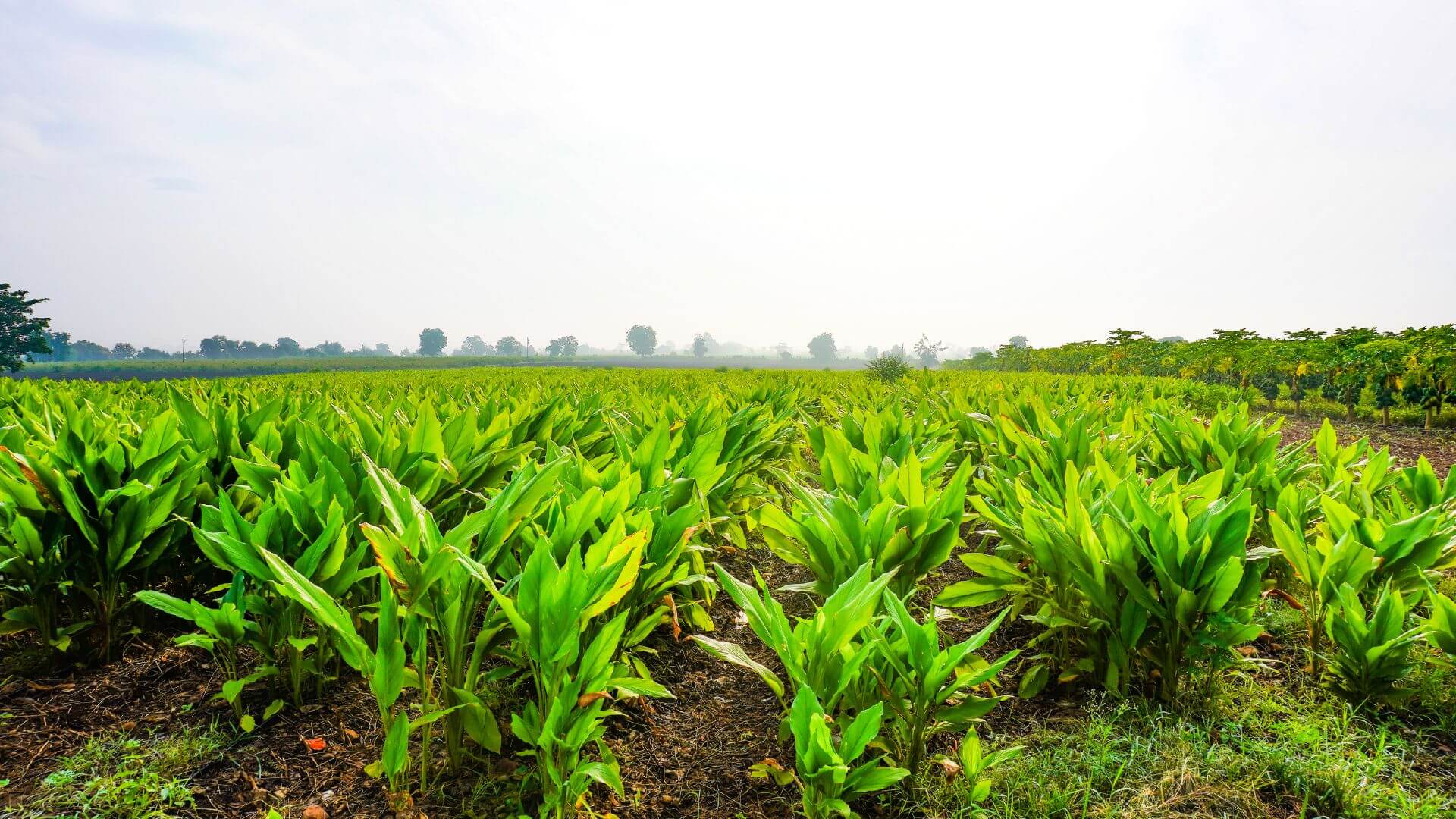 image of turmeric farm